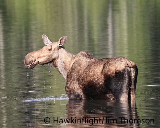 Moose