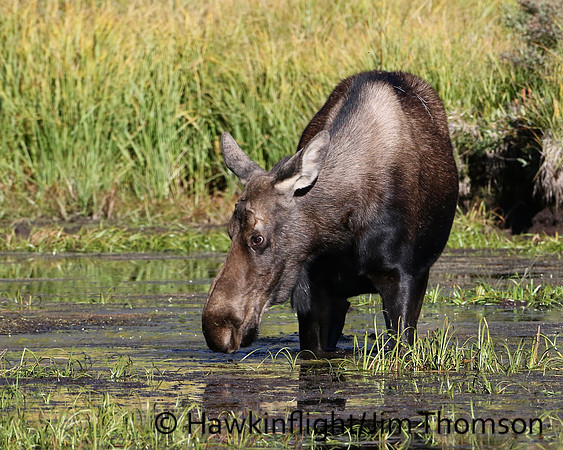 Moose