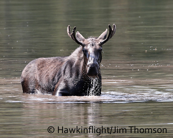 Moose