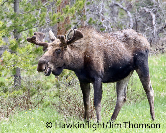 Moose