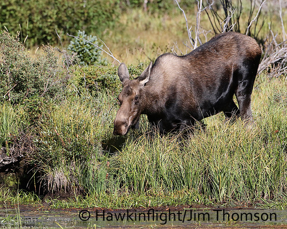 Moose