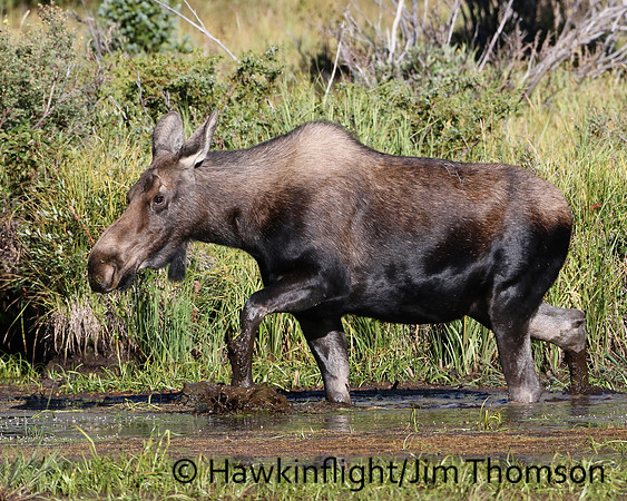Moose