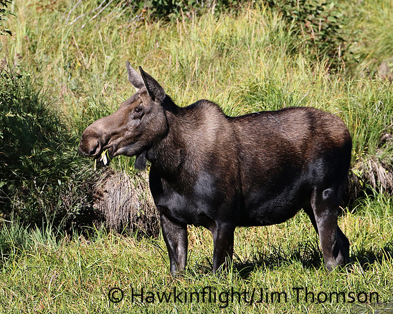 Moose
