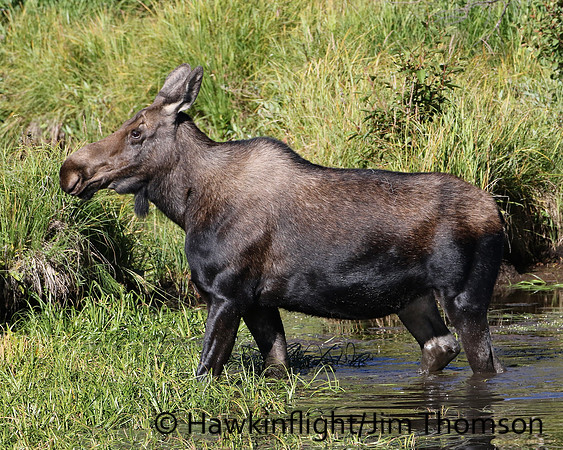 Moose