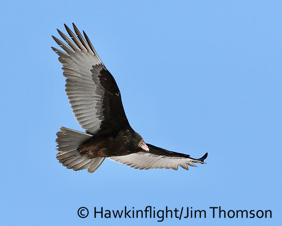 Turkey Vulture
