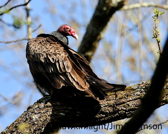 Turkey Vulture