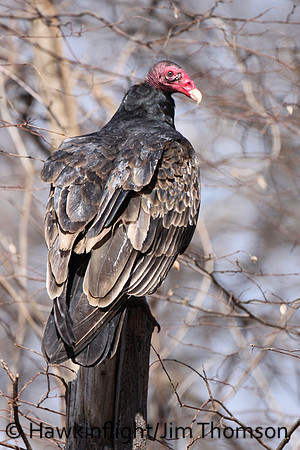 Turkey Vulture