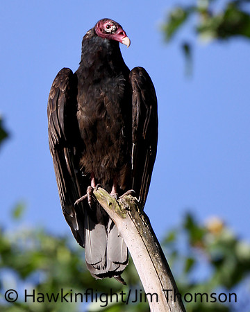 Turkey Vulture