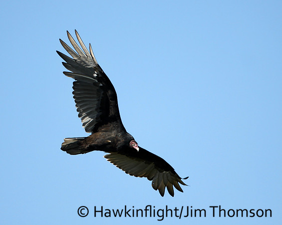 Turkey Vulture