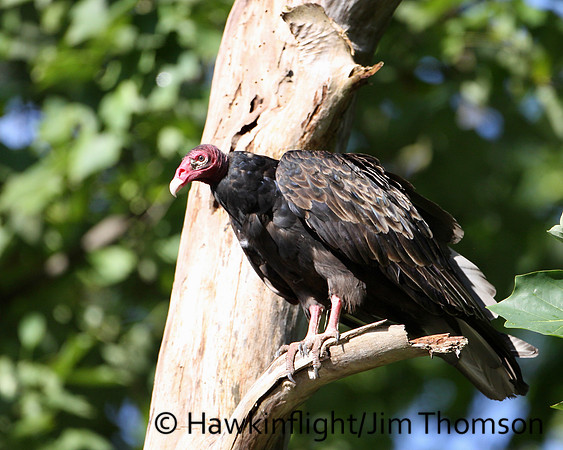 Turkey Vulture