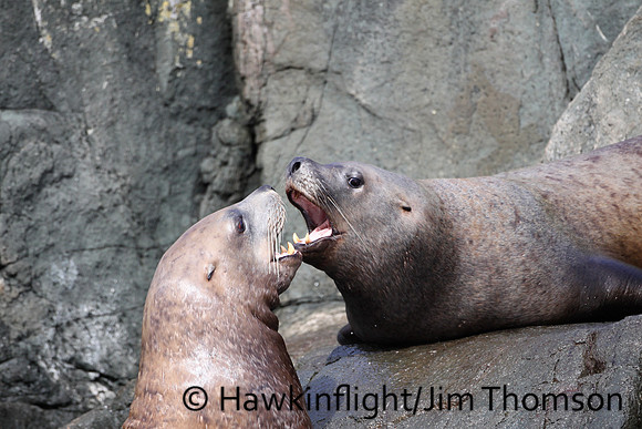 Steller Sea Lion