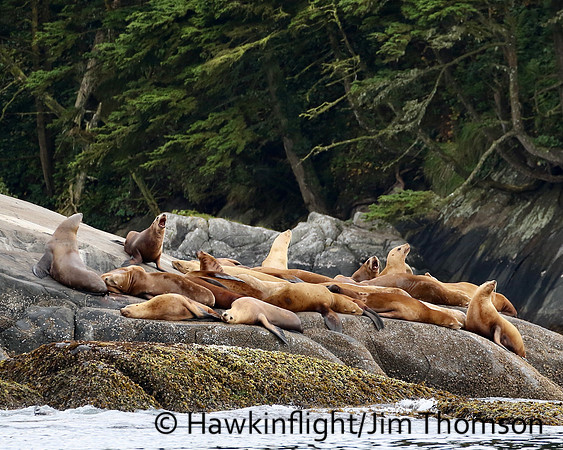 Steller Sea Lion