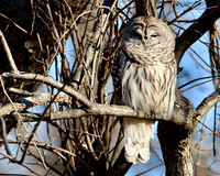 Barred Owl