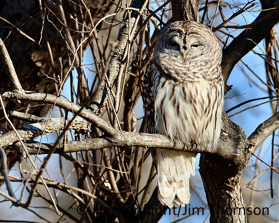 Barred Owl