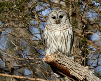 Barred Owl
