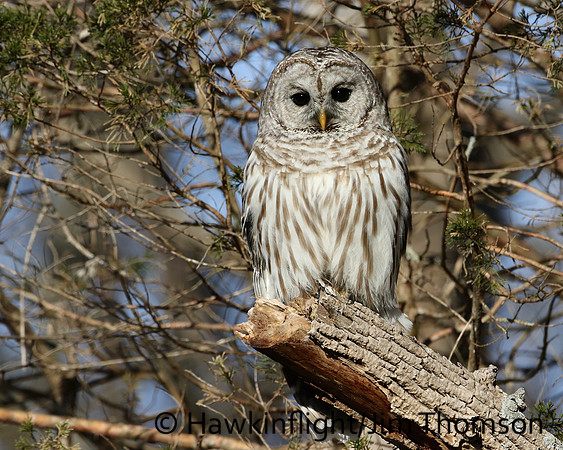 Barred Owl