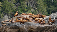 Steller Sea Lion
