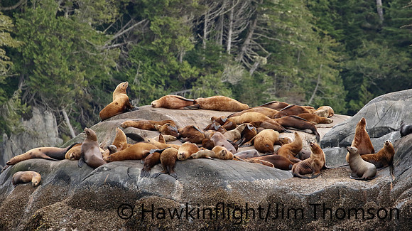 Steller Sea Lion
