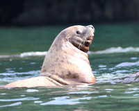 Steller Sea Lion