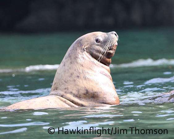 Steller Sea Lion