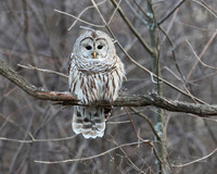 Barred Owl