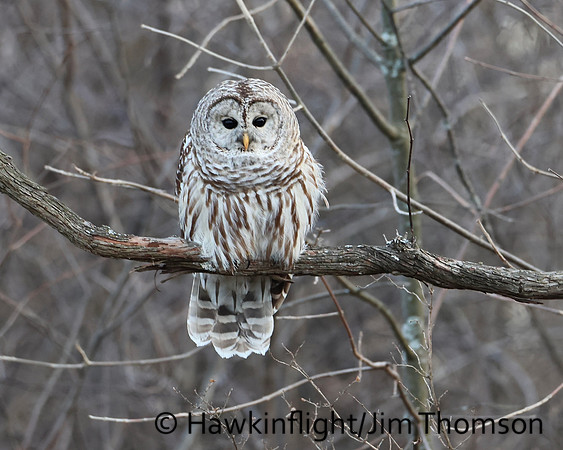 Barred Owl