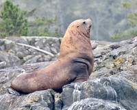 Steller Sea Lion