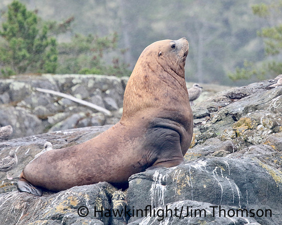 Steller Sea Lion