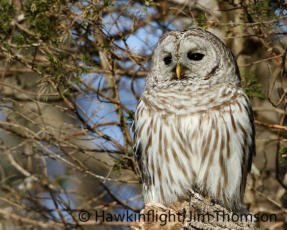 Barred Owl