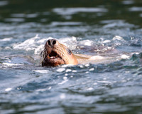 Steller Sea Lion