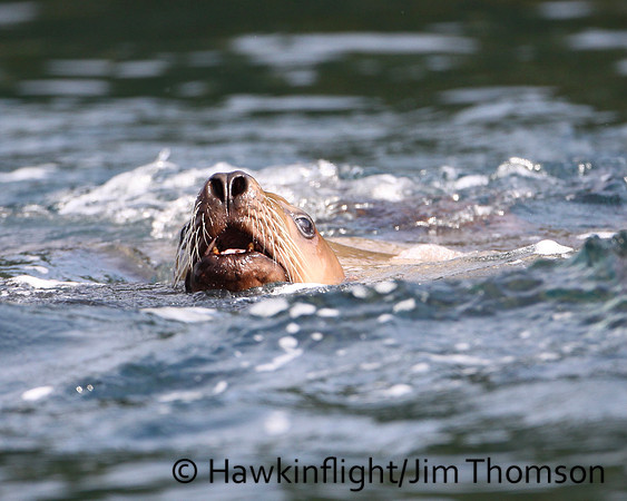 Steller Sea Lion
