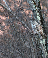 Barred Owl