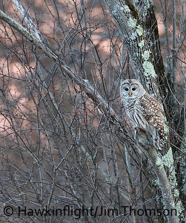 Barred Owl
