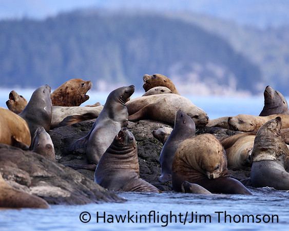 Steller Sea Lion