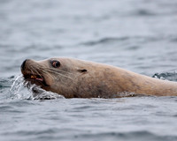 Steller Sea Lion