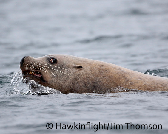 Steller Sea Lion