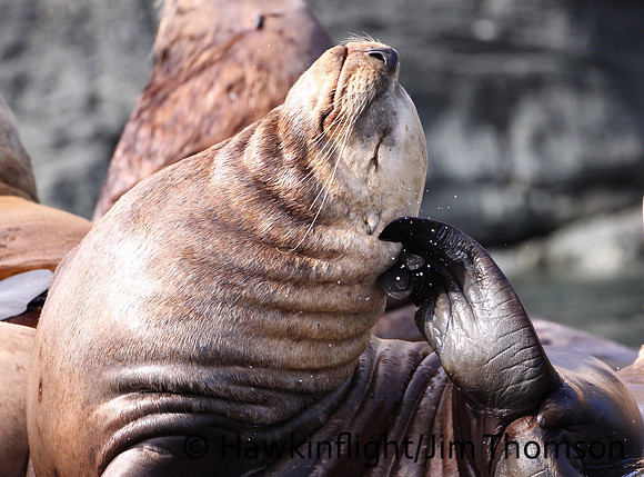 Steller Sea Lion