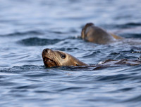 Steller Sea Lion