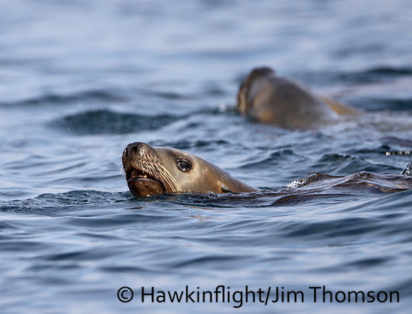 Steller Sea Lion