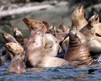Steller Sea Lion