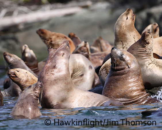 Steller Sea Lion
