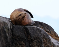 Steller Sea Lion