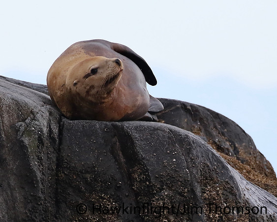 Steller Sea Lion
