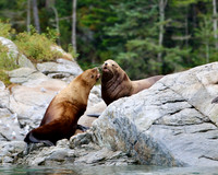 Steller Sea Lion