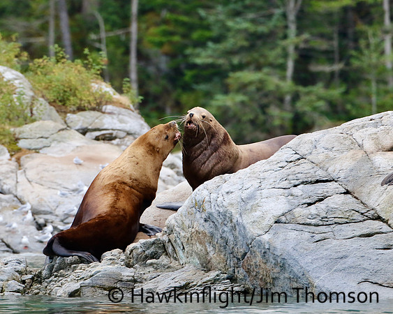 Steller Sea Lion