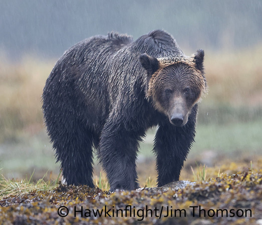 Grizzly Bear