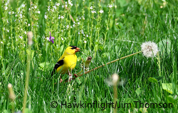 American Goldfinch