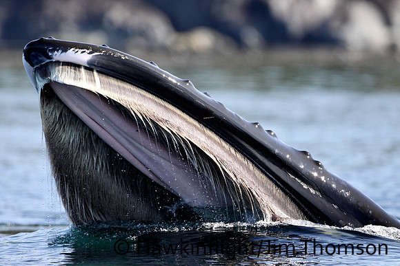 Humpback Whale