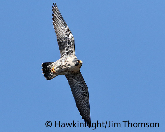 Peregrine Falcon