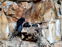 Cliff nesting Ravens- YNP